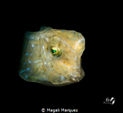 Cubicus Boxfish by Magali Marquez 